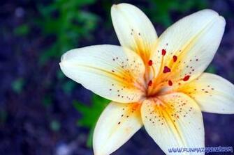 Lily Flowers Wallpaper Background