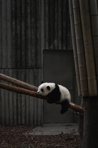 Panda Wallpaper HD Hq