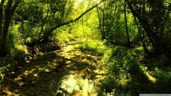 Enchanted Forest Background