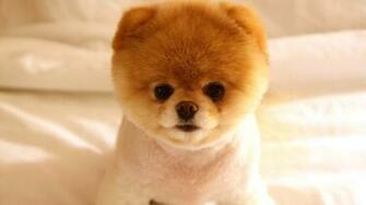 Cute Puppy Wallpaper Looks Like A Teddy Bear HD