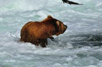 Salmon Fish River Bear G Wallpaper