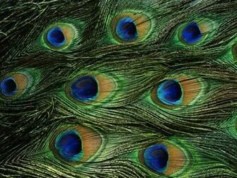 Peacock Feathers Wallpaper Nature
