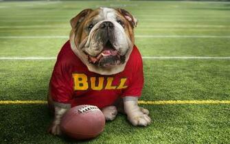 Cute Bulldog Wallpaper