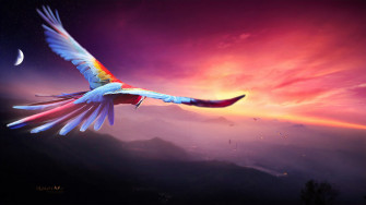 Macaw Flight Digital Art 4k HD Birds Wallpaper Image