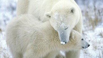 Snow Animals Polar Bears Baby HD Wallpaper