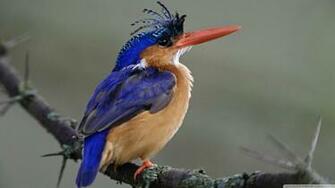 Malachite Kingfisher Lake Nakuru National Park Kenya 4k HD