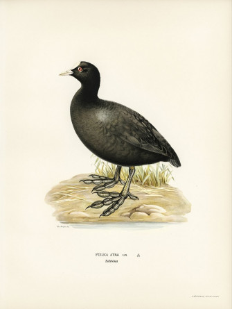 Coot Image Photos Png Stickers Wallpaper Background