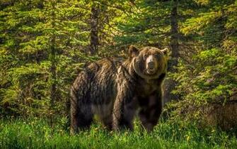 Amazing Grizzly Bear Wallpaper HD Tapandaola111