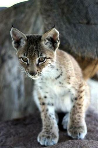 Baby Bobcat Wallpaper Animals Quotes