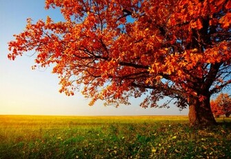 Autumn Trees Desktop Wallpaper