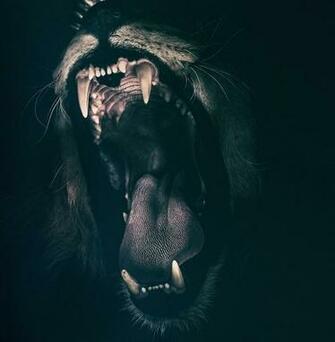 HD Wallpaper Angry Roaring Fear Lion Strength Teeth Mammal