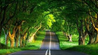 Tree Avenue Wallpaper Id Wallpapervortex