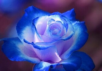 Flowers Pictures Wallpaper Red Roses