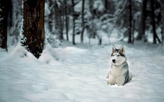 Siberian Husky Wallpaper