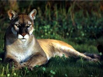 Cougar Wallpaper Background
