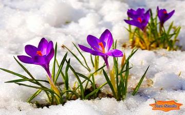 Hilda Maritz On Flower In The Snow Crocus Schwertlilien
