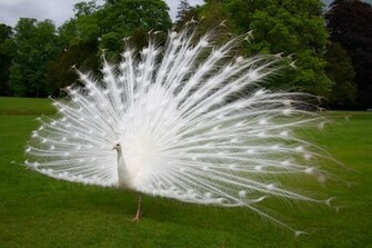 Wallpaper HD White Peacock