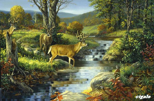 Animaux Faon Petit De La Biche