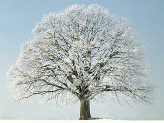 Winter Scenes Hq Computer Wallpaers