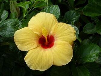 Desktop Wallpaper Yellow Hibiscus Flowers