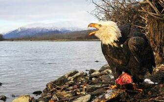 American Bald Eagle Wallpaper