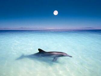 Dolphin Wallpaper