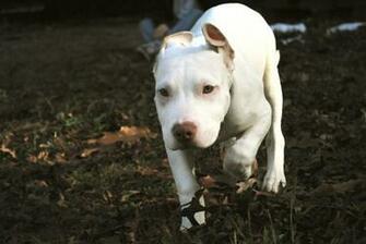 Baby Pitbull Pictures