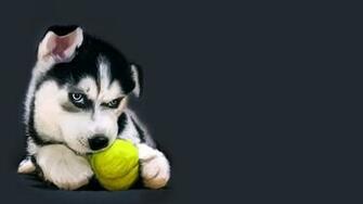 Animals Dogs Tennis Balls Wallpaper HD