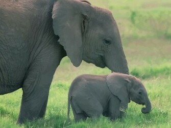 Baby Elephant
