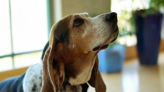 Dog Basset Hound Wallpaper In Animals With All