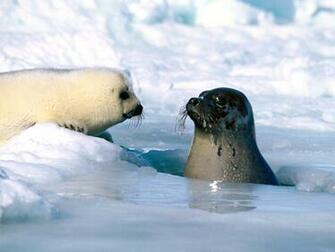 Seal Wallpaper