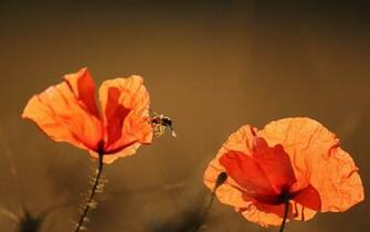 Red Poppy Amp Summer Sunshine Desktop Pc And Mac