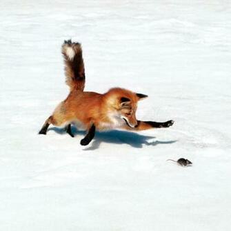 Animals Red Fox Hunting Mice iPad iPhone HD Wallpaper