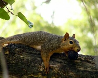 Chipmunk HD Wallpaper