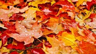 Fall Leaves Wallpaper