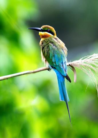 Bird Pictures HD Image