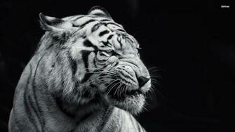 Black And White Tiger Wallpaper