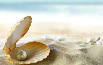Shell Wallpaper X Net