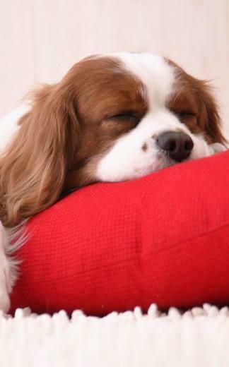 Puppies Live Wallpaper Android Apps On Google Play