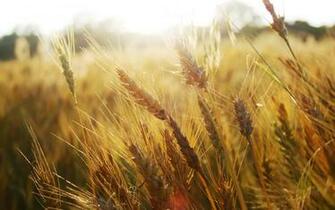 Nature Background Desktop Image