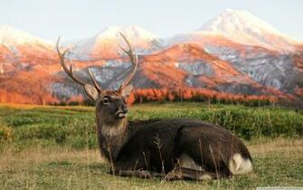 Deer HD Wallpaper