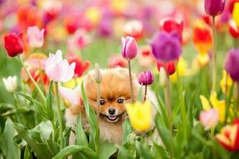 Best Wallpaper The Secret Life Of Animals Noname