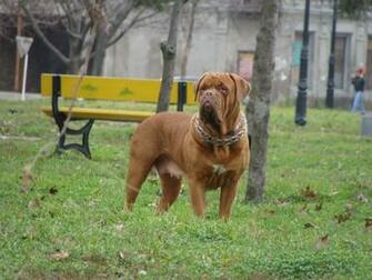 Dogue De Bordeaux In The City Park Wallpaper And Image