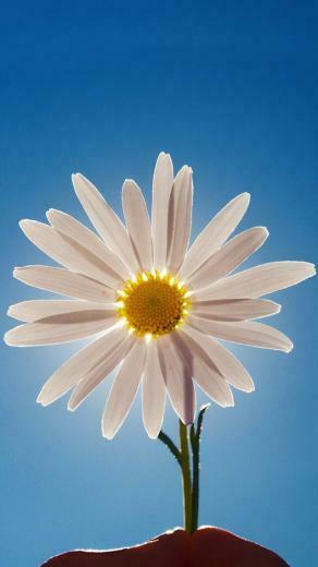 Daisy Wallpaper For iPhone Flower 5s