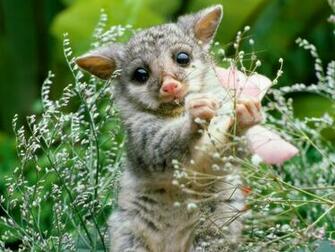 Google Skins Cute Animal Nom Nomming Background