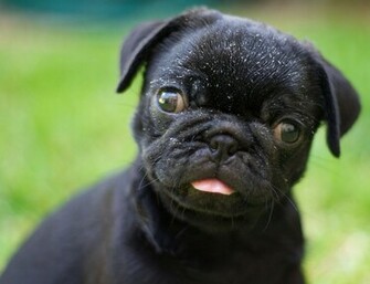 Baby Pug HD Wallpaper Animals