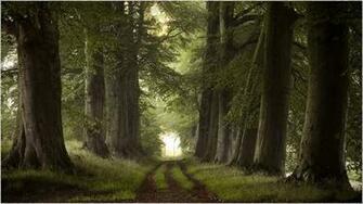 1080p Forest Wallpaper Schermata