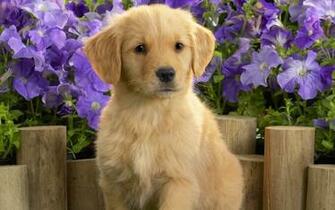 Cute Golden Retriever Puppy And Flowers Photo Wallpaper Beautiful