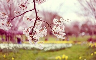 Flowers Spring Season Wallpaper Desktop With