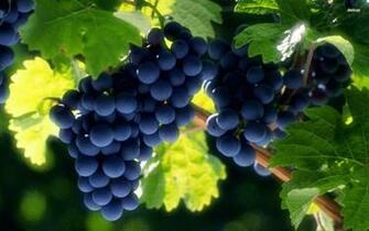 Wallpaper Beautiful Grapes